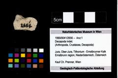 Foto (Objekt + Etikett) von Decapoda indet.  (NHMW-GEO-1990-0041-2656)